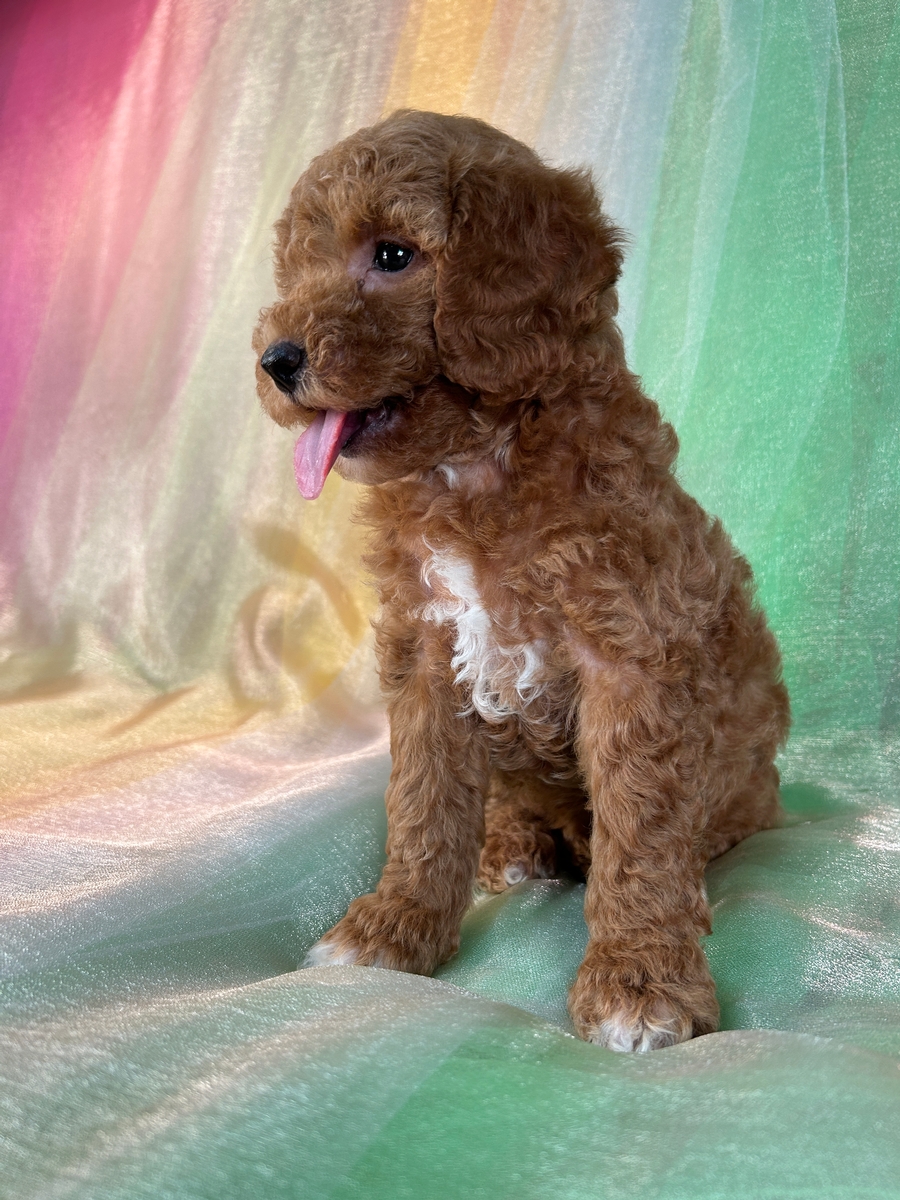 Dark Apricot Bichon Poodle Puppy for Sale DOB 6-15-24 $750